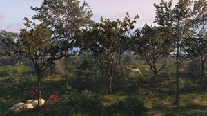 Trees-GTAO-CayoPerico