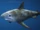 Sharks (animal)