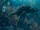 Sea Turtles