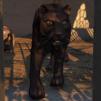 Black cougar black panther cb cat. black. | Poster