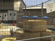 Director Mode Actors GTAVpc Animals Westy.png