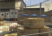 Director Mode Actors GTAVpc Animals Pig.png