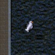 Pigeon-GTAL69.gif (104 KB) Pigeon-GTAL69