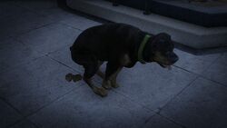 gta 5 chop dog