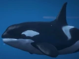 Killer Whales
