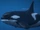 Killer Whale