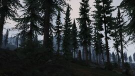 Paleto Forest at early morning.