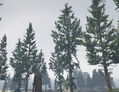 Another species of pine tree (Pinus sp.) in Paleto Forest.