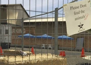 Director Mode Actors GTAVpc Animals Pigeon.png