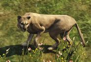 Gta5cougar