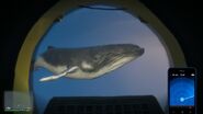 A Humpback Whale seen from the Submersible.