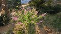 Pink butterfly-bush (Buddleja davidii) [63]