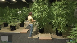 Staff spraying mature plants.