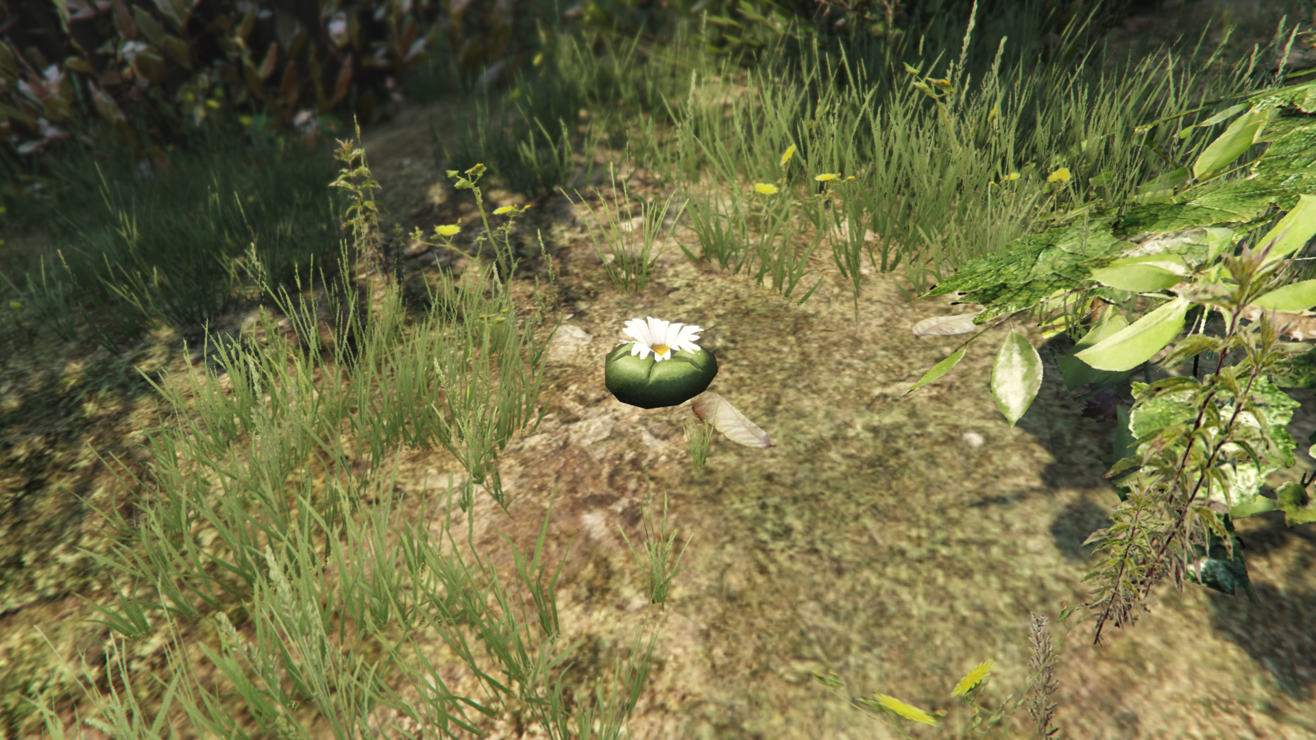 Peyote Plants In Gta Online Gta Wiki Fandom