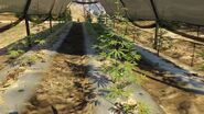 Weed-GTAV-BraddockFarm.jpg (107 KB) Weed-GTAV-BraddockFarm