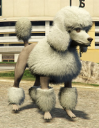 Poodle[EV]