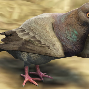 Pigeon