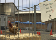 Director Mode Actors GTAVpc Animals Hen