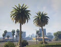 Palm trees (Arecaceae sp.) in Los Santos