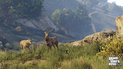 Deer in enhanced versions.