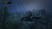 Peyote Plants Animals GTAVe Orca.png