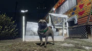 Peyote Plants Animals GTAVe Pug.png