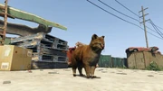 Peyote Plants Animals GTAVe Cat.png