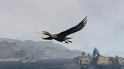Peyote Plants Animals GTAVe Cormorant.png