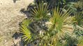 Saw palmetto (small) (Serenoa repens) [56]