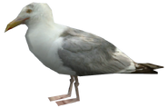 Seagull-EFLC