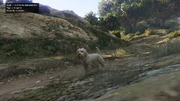 Peyote Plants Animals GTAVe West-Highland-Terrier.png