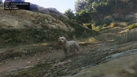 Peyote Plants in GTA V | GTA Wiki | Fandom