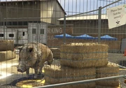 Director Mode Actors GTAVpc Animals Boar.png