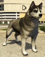 Husky[EV]