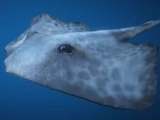 Stingrays