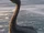 Loch Santos Monster