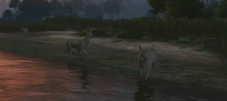 A group of does near the water.