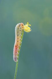 Caterpil