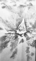 The Ember of Hoole being returned to the Sacred Ring by Hoole