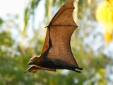Flying fox