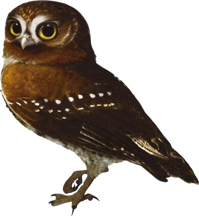 Legend of the Guardians: The Owls of Ga'Hoole (video game) - Wikipedia