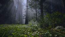 Redwoods dark