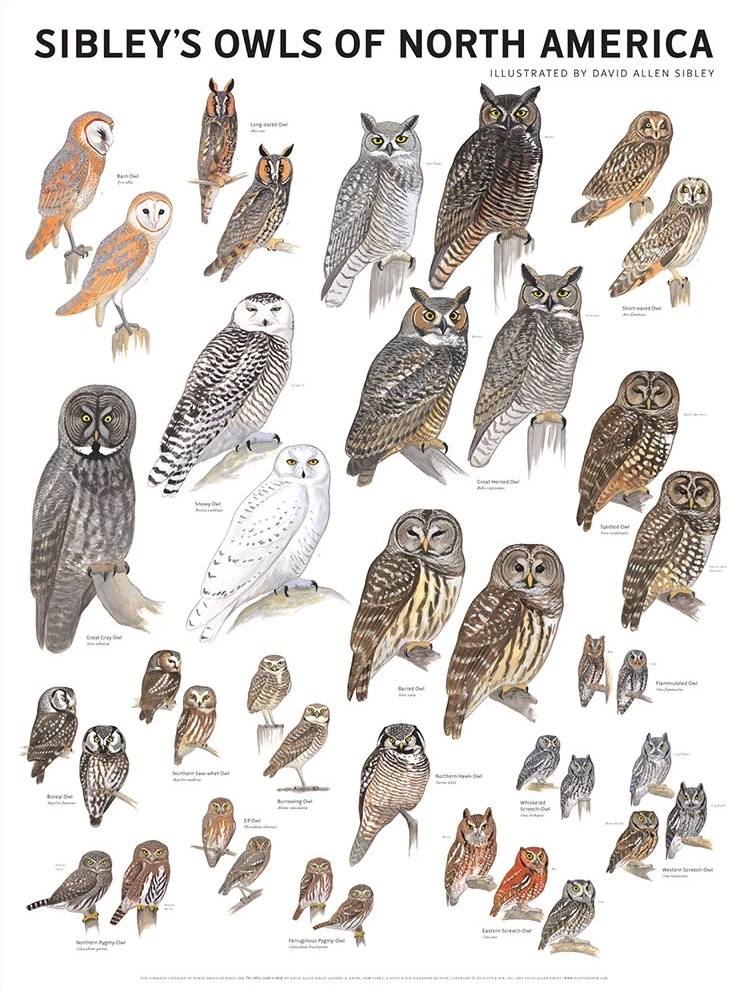 different types of owls