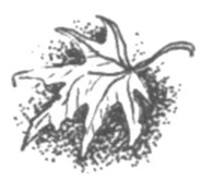 Pagebreaker of a maple leaf.