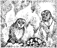 Nyroc looks into the embers, Gwyndor by his side.