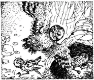 Nyroc's encounter with the burrowing owl family.