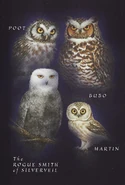 Back cover illustrations
