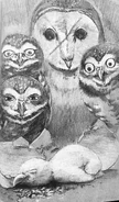 (Ch. 10) The hatching of Little Coryn the Burrowing Owl. Others pictured are Harry (top left), Myrtle (bottom left), Coryn (middle), and Kalo (right).