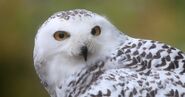 Snowy Owl