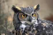 Great horned owl 3